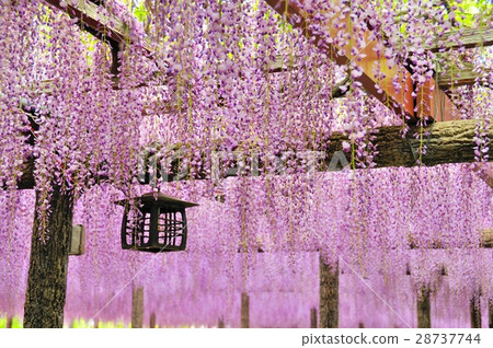 愛知縣對馬市天王川公園的紫藤網格 28737744