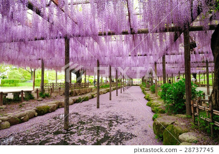 愛知縣對馬市天王川公園的紫藤網格 28737745