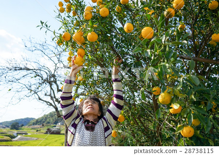Japanese elderly who work in field 28738115