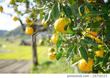 Japanese elderly who work in field 28738125