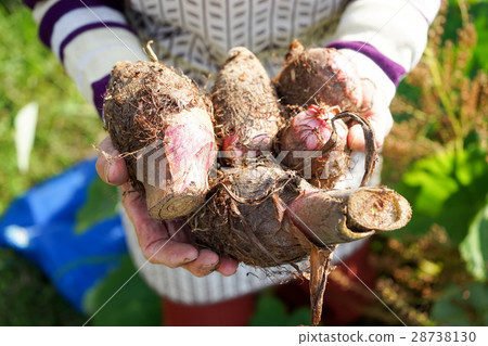 Japanese elderly who work in field Japanese elderly who work in field 28738130