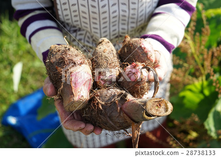 Japanese elderly who work in field 28738133