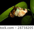 Emergence of cicadas 01 28738205