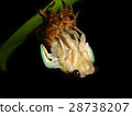 Emergence of cicadas 03 28738207