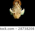 Emergence of cicadas 04 28738208