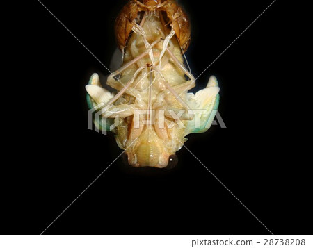 Emergence of cicadas 04 28738208
