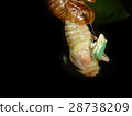 Emergence of cicadas 05 28738209
