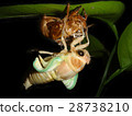 Emergence of cicadas 06 28738210