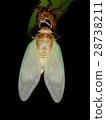 Emergence of cicadas 07 28738211