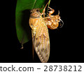 Emergence of cicadas 08 28738212