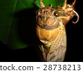 Emergence of cicadas 09 28738213