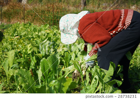 Elderly women taking vegetables 28738231