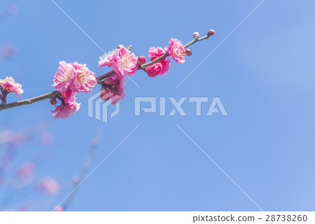 Double flowered red plum blossoms 28738260