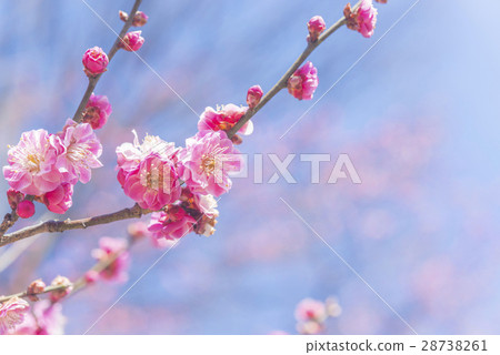 Double flowered red plum blossoms 28738261