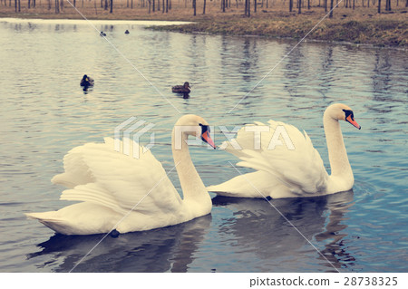 Pair of white swans Pair of white swans 28738325
