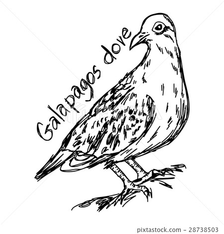 Galapagos dove - vector illustration sketch  28738503