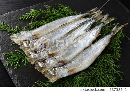 Children's calico shishamo 28738541