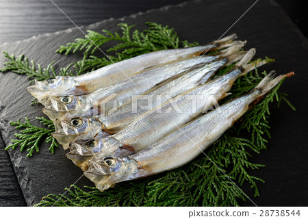 Children's calico shishamo 28738544