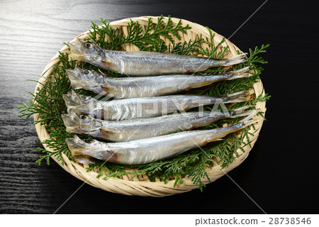 Children's calico shishamo 28738546