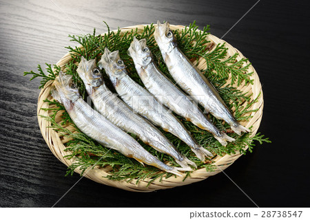 Children's calico shishamo 28738547