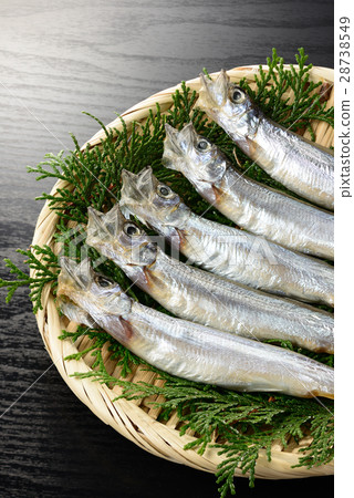 兒童的印花布shishamo 兒童的印花布shishamo 28738549