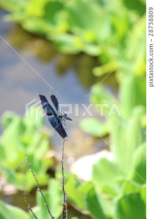 Butterfly dragonfly 28738809