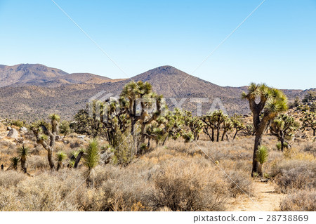 Joshua Tree National Park 28738869