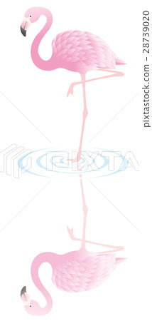 火烈鳥與一隻腳站立 火烈鳥與一隻腳站立 28739020