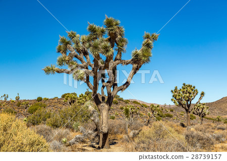 Joshua Tree National Park Joshua Tree National Park 28739157