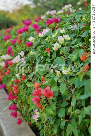 Bougainvillea, Garden, Gardening, Care 28739287