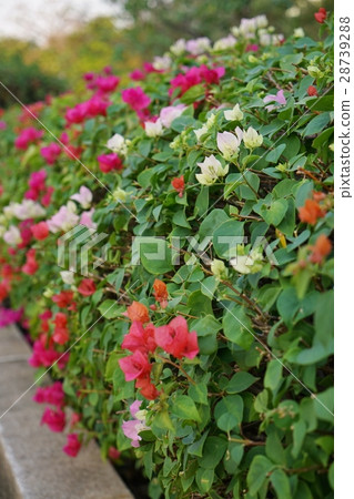 Bougainvillea, Bougainvillea flower (Bougainvillea, Bougain Villea) 28739288