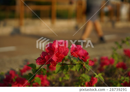 走的人，公園的風景圖片 28739291