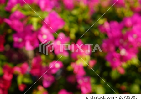 Bougainvillea, Bougainvillea flower (Bougainvillea, Bougain Villea) 28739305