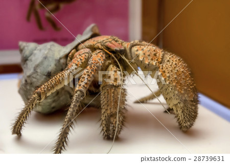 The coconut crab Birgus latro The coconut crab Birgus latro 28739631