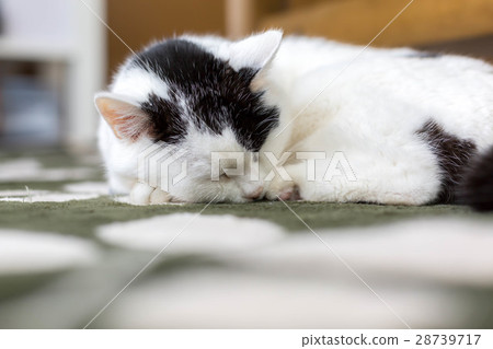 Senior cat 21 years old Senior cat 21 years old 28739717