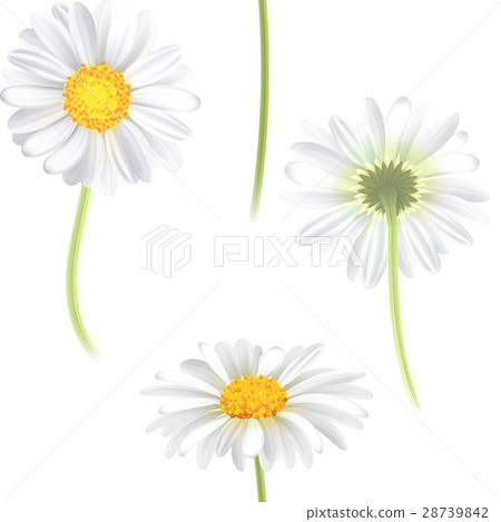 Vector white chamomile flower seamless pattern Vector white chamomile flower seamless pattern 28739842