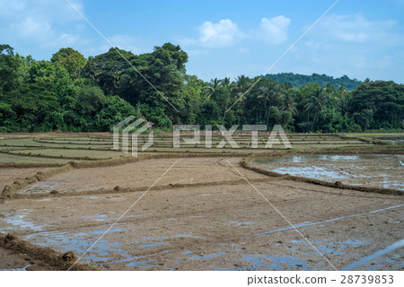 Fields with crops of rice in Sri Lanka Fields with crops of rice in Sri Lanka 28739853