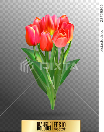 Vector illustration of realistic red tulips Vector illustration of realistic red tulips 28739866