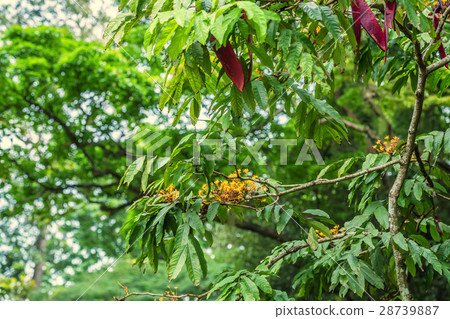 Yellow Saraca or Saraca thaipingensis Yellow Saraca or Saraca thaipingensis 28739887