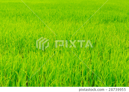 paddy rice paddy rice 28739955