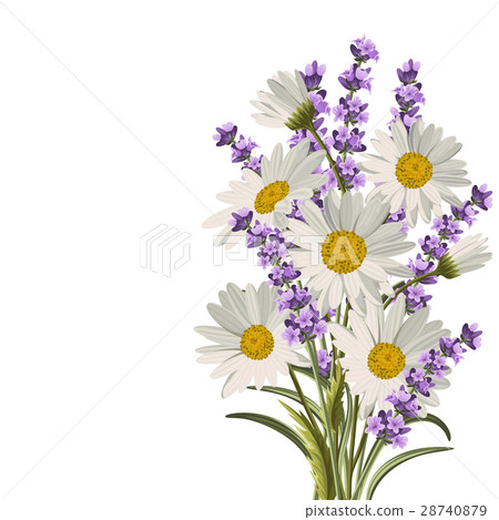 Beautiful daisies and lavender flowers 28740879