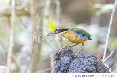 Mangrove Pitta making the nest 28740959