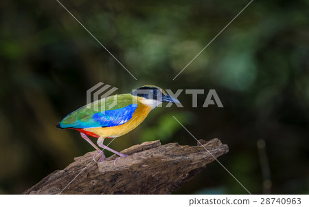 Blue winged Pitta 28740963