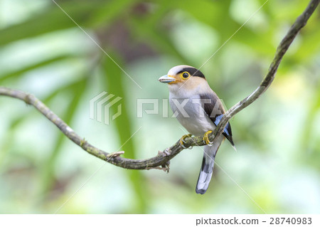 Silver-breasted Broadbill 28740983
