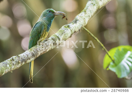 Blue bearded Bee eater Blue bearded Bee eater 28740986
