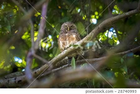 Spotted owlet Spotted owlet 28740993