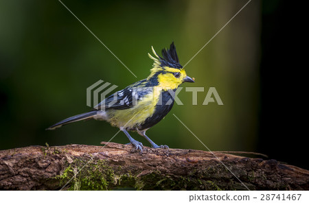 Yellow cheeked Tit 28741467