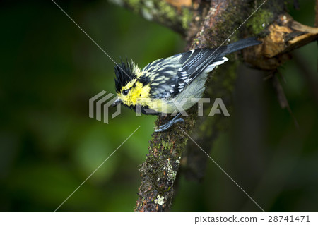 Yellow cheeked Tit 28741471