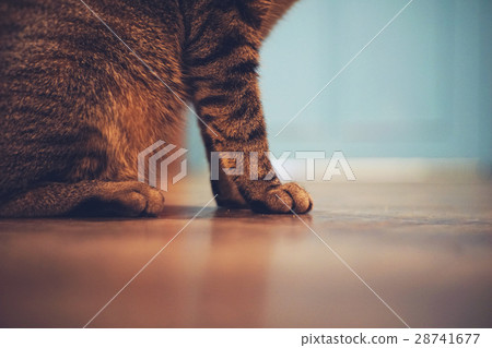 Indoor striped cat Indoor striped cat 28741677