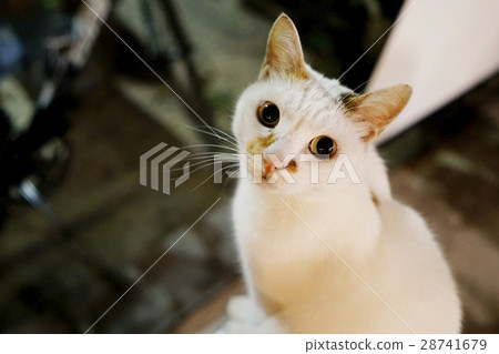 Indoor white cat 2 Indoor white cat 2 28741679